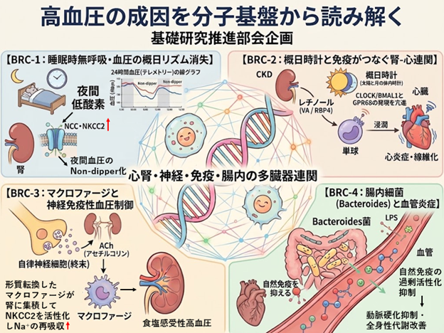 高血圧の成因を分子基盤から読み解くシンポジウムの全体概要図